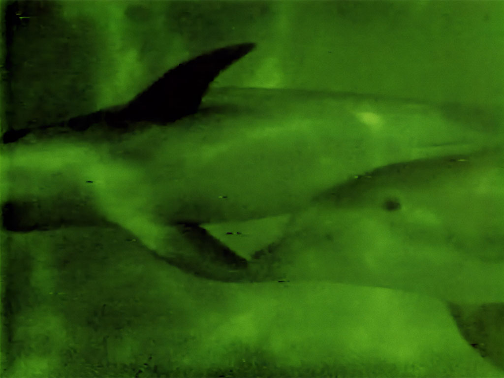 https://soundimageculture.org/wp-content/uploads/2026/01/Green-Dolphins-Courtney-Stephens.jpg