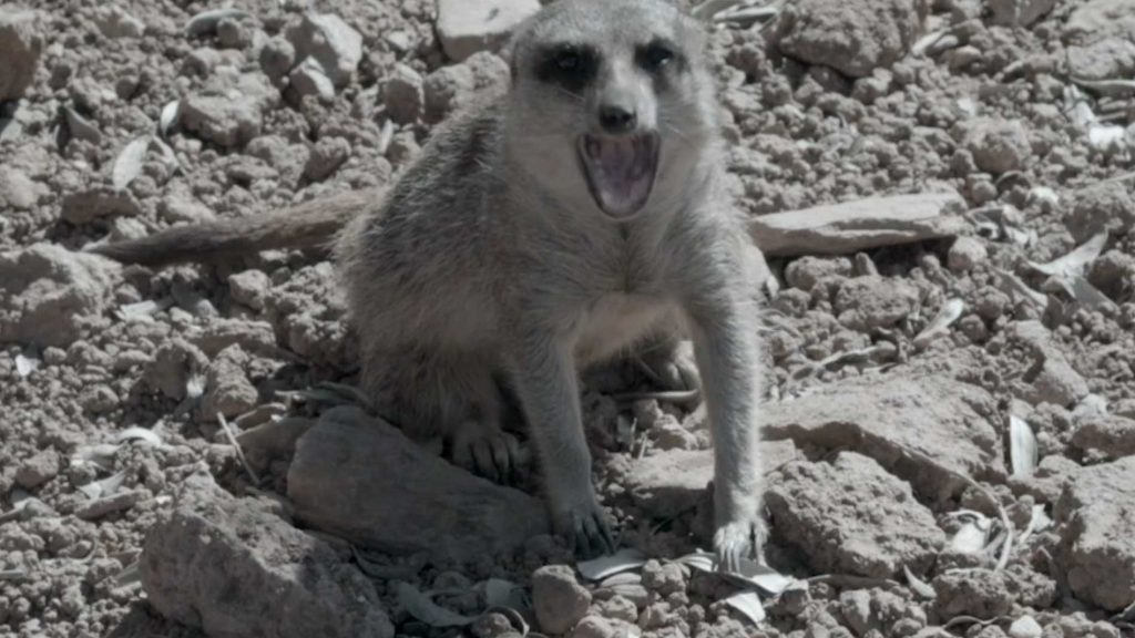 https://soundimageculture.org/wp-content/uploads/2026/06/Suricata-sfw.jpg